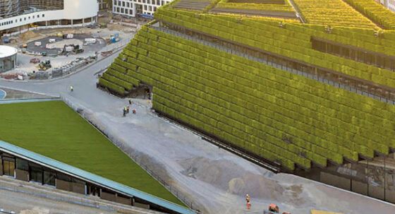 hedge building