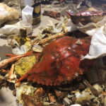 crab